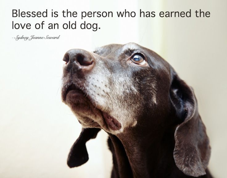 Blessed is the person who has earned the love of an old dog. 